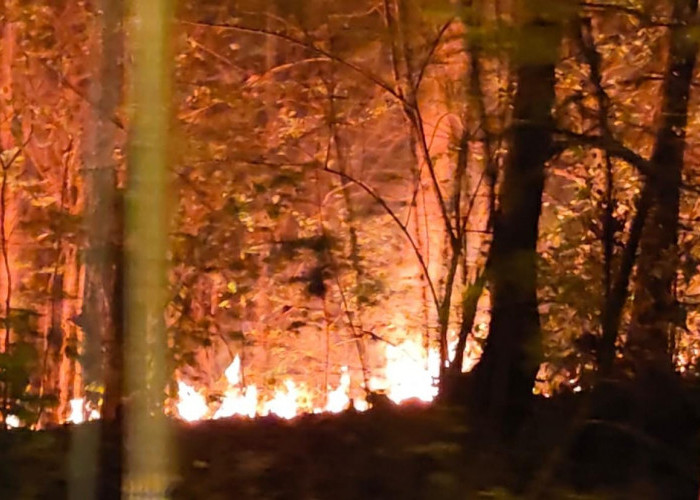 Kawasan Hutan Jati di Jetis Mojokerto Terbakar