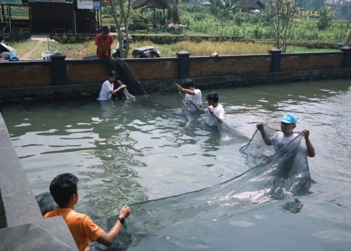 Panen Ikan Tutup Program ECOFISH Unair di Trawas, Perkuat Ketahanan Pangan dan Wisata Desa