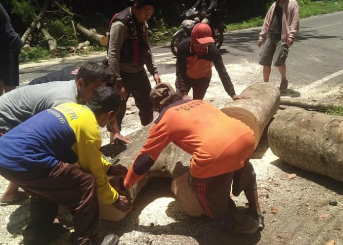 Pohon Flamboyan Tumbang Tutup Jalan Raya Trawas Mojokerto, Lalu Lintas Sempat Macet