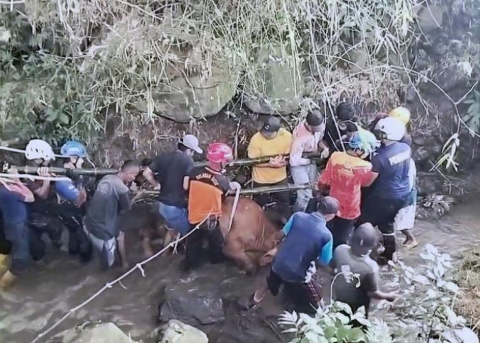 Sapi Betina Hamil Terperosok ke Sungai Sedalam 15 Meter di Pacet Mojokerto, Evakuasi 3 Jam