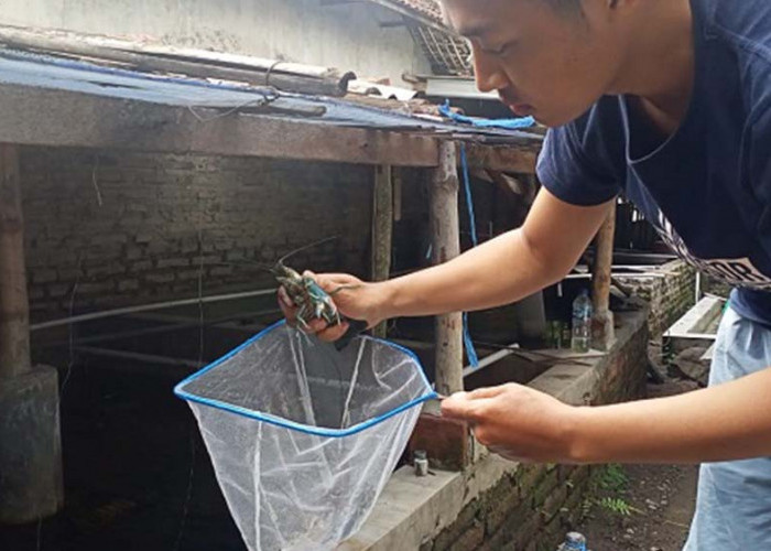 Pemuda Mojokerto Raup Cuan Puluhan Juta dari Budidaya Lobster Air Tawar