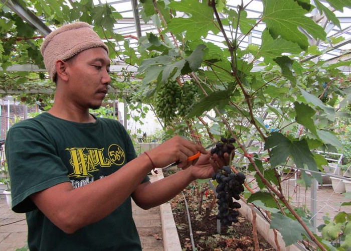 Kebun Anggur Sinar Lintang Farm, Tempat Wisata yang Punya 50 Jenis Varietas Anggur