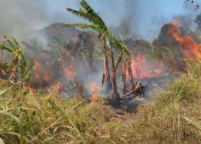 Gunung Penanggungan Terbakar, 85 Personel Gabungan Diterjunkan