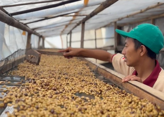 Tingkatkan Pengolahan Kopi Cherry Temanggung, UNS Beri Pelatihan Pasca Panen