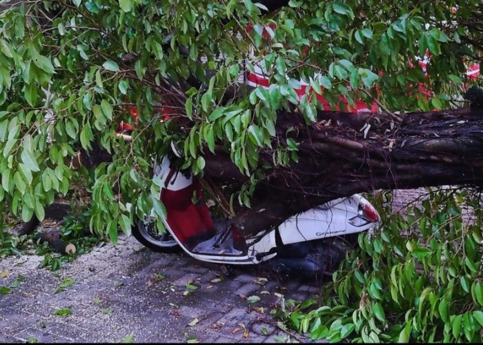 Hujan Angin, Beringin Tumbang di SMAN 2 Mojokerto, 5 Motor Tertimpa, Perpustakaan Terdampak