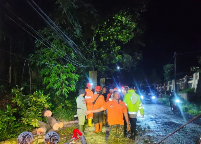 Pohon Kopian Tumbang Melintang Jalur Nasional Jember–Banyuwangi, Lumpuhkan Arus Lalu Lintas
