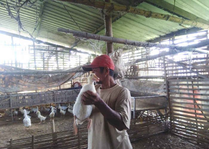 Sukses Ternak Bebek di Sungai, Pemuda Mojokerto Raih Omzet Puluhan Juta 