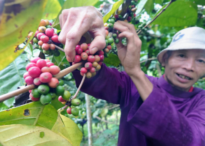 Petani Kopi di Wonosalam Jombang Mulai Panen, Produksi Robusta Tahun Ini Melimpah