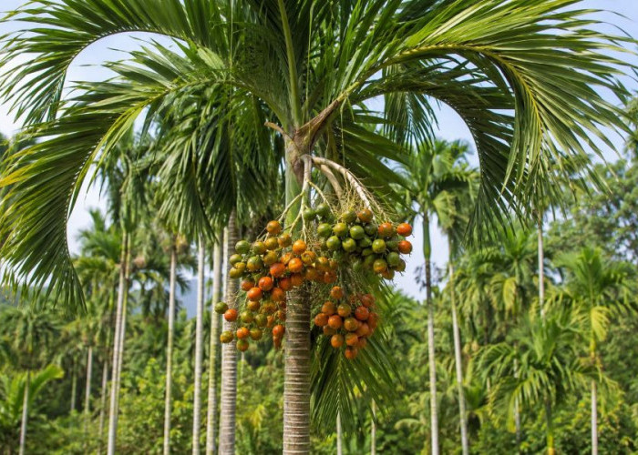 Buah Pinang: Warisan Tradisi yang Menyimpan Manfaat, tapi Tak Lepas dari Risiko Kesehatan