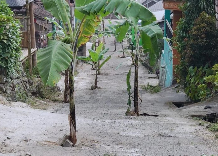 Tak Kunjung Dapat Perbaikan dari Pemkab Mojokerto, Protes Warga Pacet Tanami Jalan Rusak dengan Pohon Pisang