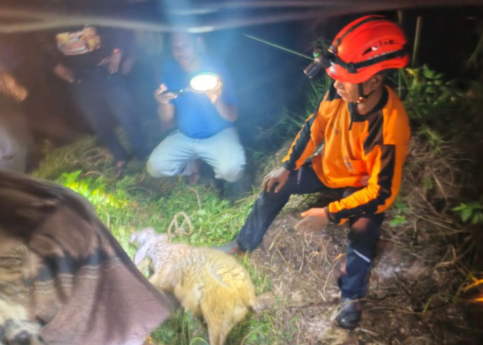 Damkar Evakuasi Kambing Tercebur Sumur Sedalam 12 Meter di Mojosari Mojokerto