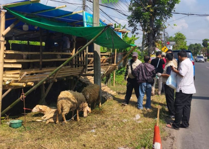 DKPPP Jember Perketat Pengawasan Iduladha, Pastikan Hewan Kurban Sehat dan Layak Konsumsi