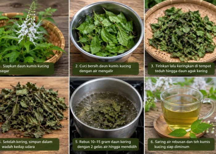 Dari Hutan ke Cangkir: Kumis Kucing, Ramuan Herbal yang Tetap Dipercaya Menjaga Saluran Kemih