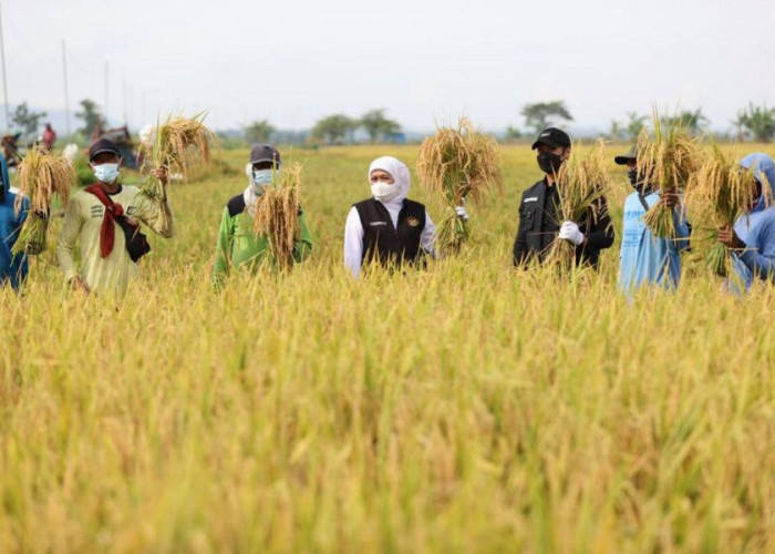 Antisipasi Kemarau Panjang 2026, Gubernur Khofifah Instruksikan Kepala Daerah Jaga Produksi Pangan