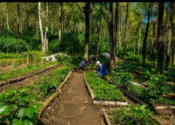 Kopi Ketapanrame Trawas Naik Kelas, Produksi Tembus 3,6 Ton dan Masuk Pasar Specialty