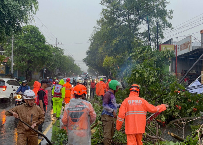 Hujan Deras Disertai Angin Kencang, Pohon Tumbang Timpa Mobil dan Atap Gedung di Mojokerto