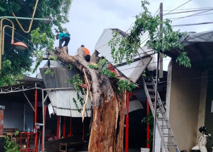 Pohon Tumbang Timpa Atap Toko di Mojosari Mojokerto