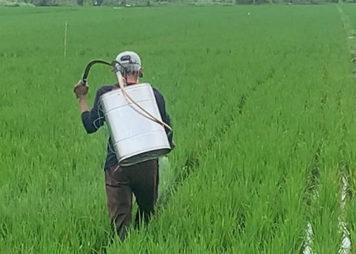 Jember Kokoh sebagai Lumbung Pangan Tapal Kuda, Produksi Beras Tembus 446 Ribu Ton