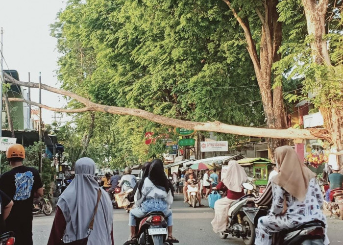 Angin Kencang, Dahan Pohon Kesono di Mojosari Patah, Timpa Ruko dan Kabel Listrik