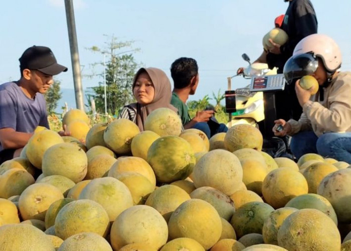Cuaca Mendukung, Petani Melon di Mojokerto Raup Omzet Ratusan Juta Dari Hasil Panennya