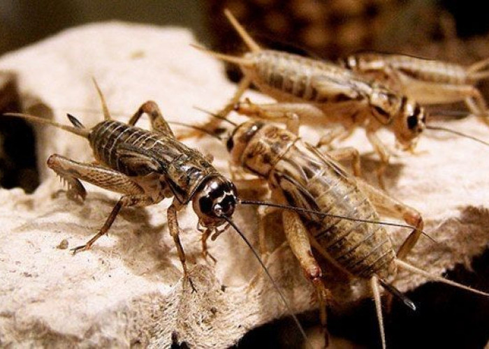 Tiga Ide Usaha Ternak Rumahan dengan Modal Rp 500.000