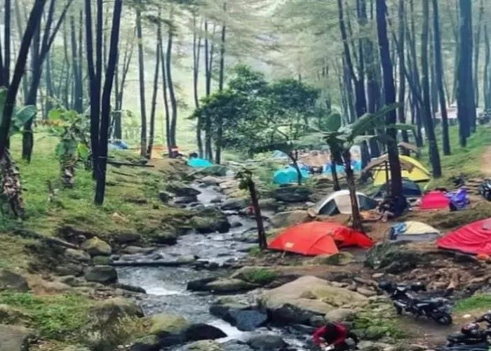 Klurak Eco Park Pacet Mojokerto, Berkemah Menyatu dengan Hutan Pinus