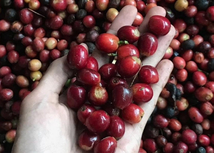 Kopi Trawas, Cita Rasa Kopi Lereng Penanggungan yang Mendunia