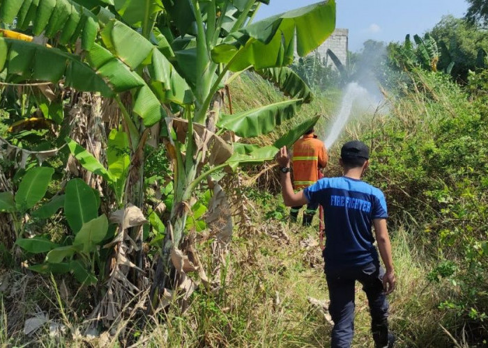 Dua Kebakaran Terjadi dalam Sehari di Mojokerto, Ilalang hingga Tumpukan Rongsokan Dilalap Api