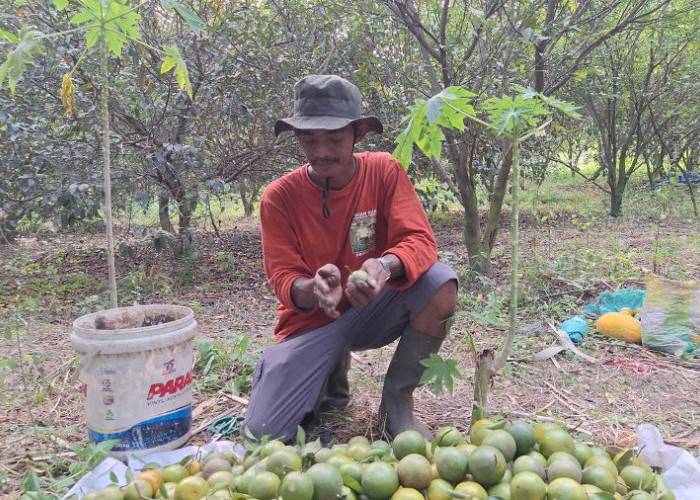 Lahan Kosong di Pinggir Sungai Kini Berbuah Jeruk, Petani Mojokerto Sulap Bantaran Bisa Produktif