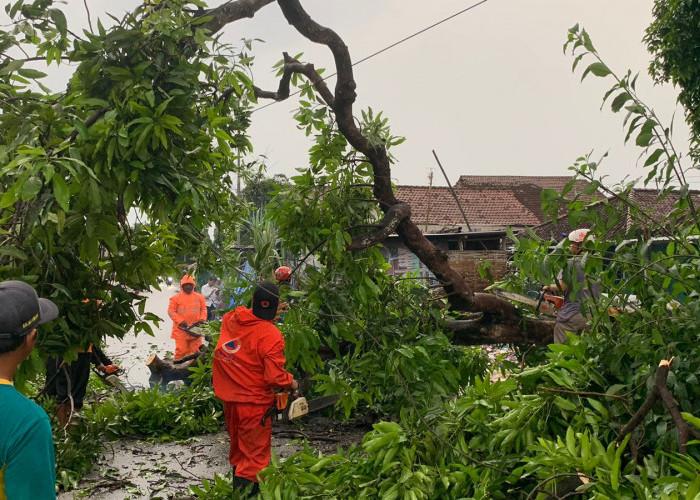 Pohon Mangga Berdiameter 40 cm Tumbang di Mojokerto 