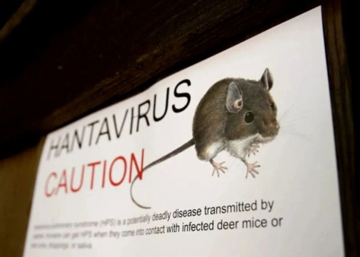 Waspada Hantavirus, Epidemiolog Unair Ingatkan Ancaman Penyakit dari Hewan