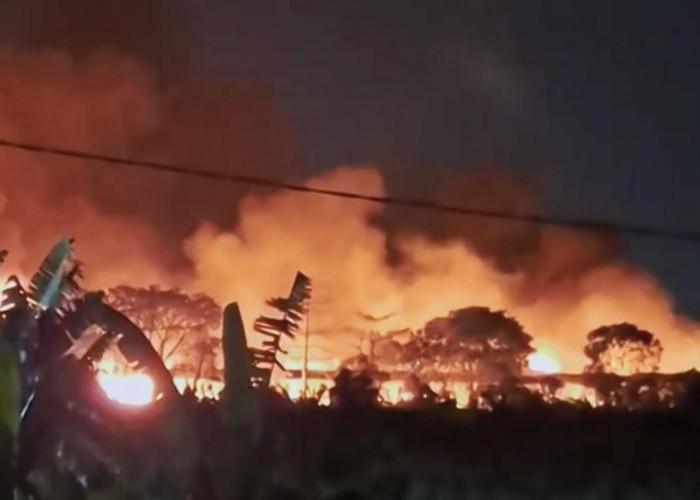 Bangunan dan Kandang Ayam di Mojokerto Ludes Dilalap Si Jago Merah, 50 Ribu Ayam Hangus Terbakar