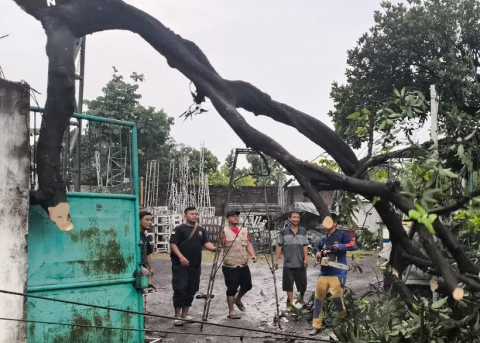 Angin Kencang Terjang Mojokerto, Pohon Tumbang Timpa Rumah Warga dan Atap Sekolah Rusak