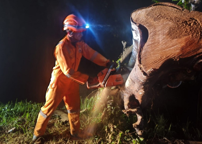 Hujan Deras dan Angin Kencang Tumbangkan Pohon di Kesamben, Jombang