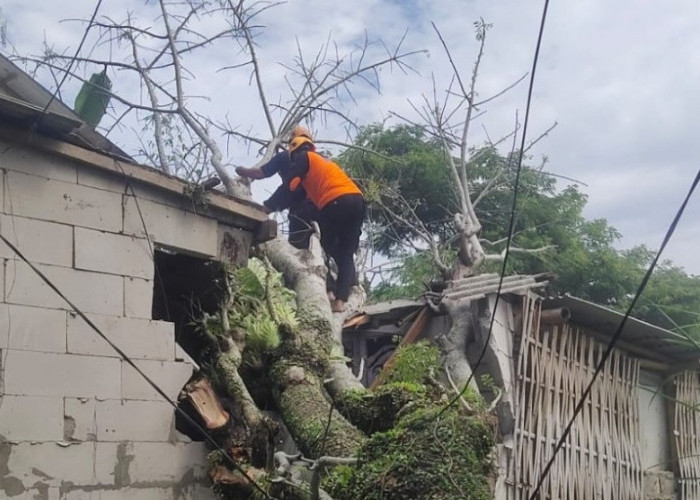 Hujan Angin, Bengkel Motor Tertimpa Pohon Tumbang di Jember. BPBD Imbau Masyarakat Terus Waspada Bencana