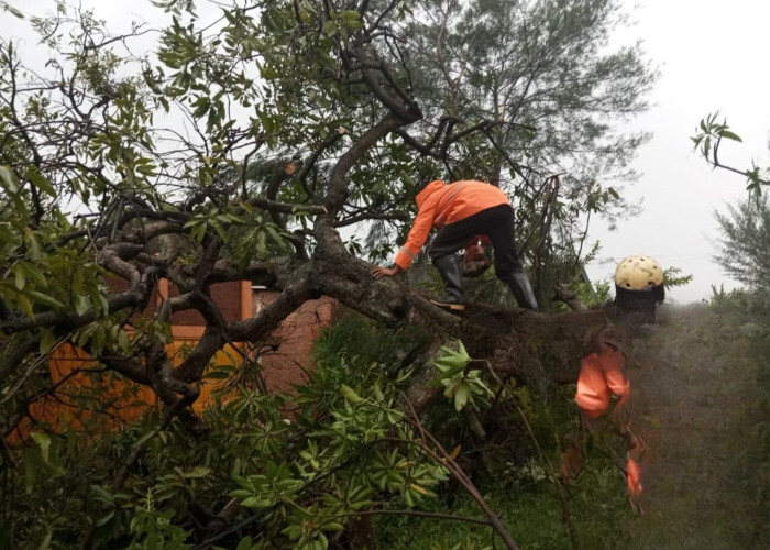 Akibat Hujan dan Angin Kencang, Tiga Pohon di Mojokerto Tumbang
