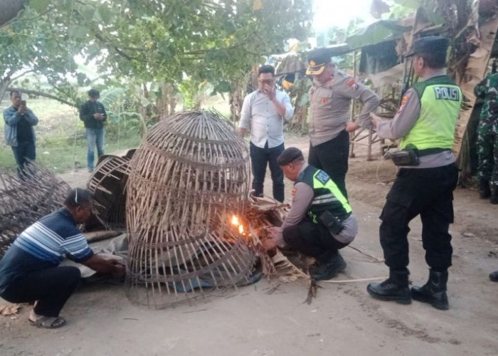 Petugas Gabungan Gerebek dan Bakar Arena Judi Sabung Ayam di Ngoro Mojokerto