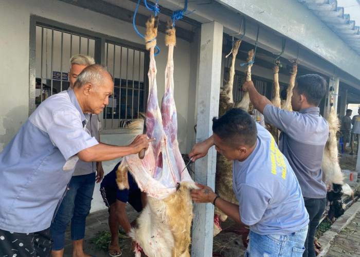 Momen Iduladha, Lapas Mojokerto Potong 15 Hewan Kurban