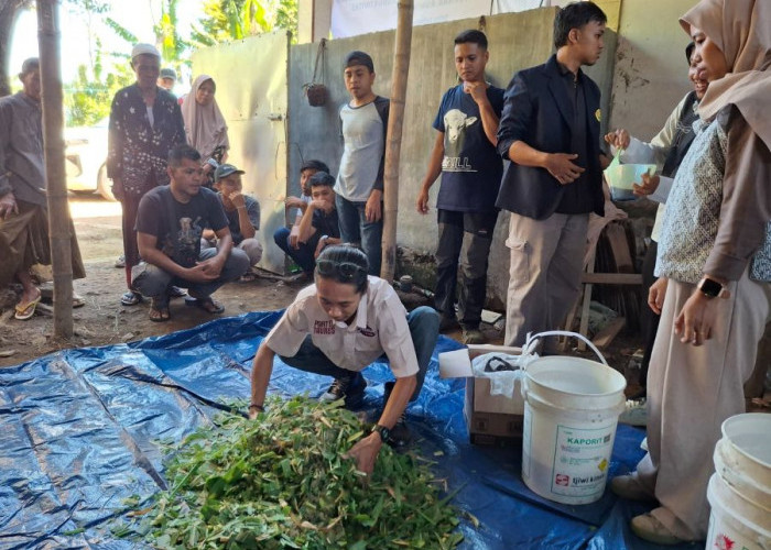 Jerami Melimpah Saat Panen, Dosen Unej Olah Jadi Pakan Ternak untuk Hadapi Kemarau