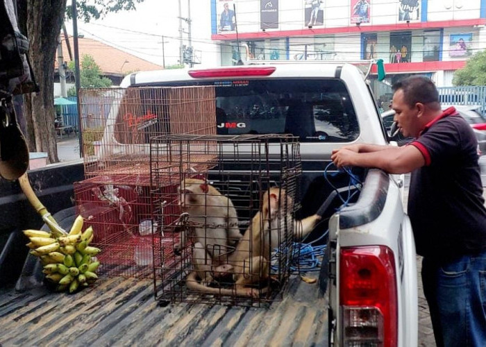 Monyet Lepas di Ngoro Mojokerto, Cakar Anak Pemilik dan Dievakuasi Petugas Damkar