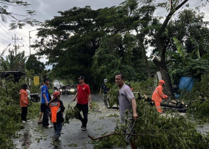 Dampak Angin Kencang, Dahan Pohon Patah di Tiga Kecamatan di Mojokerto 