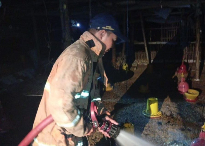 Kandang Ternak Ayam di Mojokerto Terbakar, Dua Unit PMK Dikerahkan