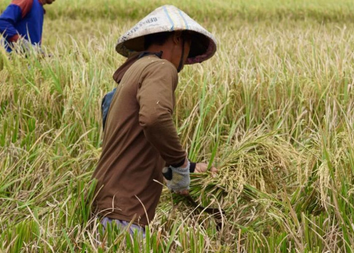 Bulog Jatim Serap 978 Ribu Ton Beras, Sumbang 25 Persen Pengadaan Nasional