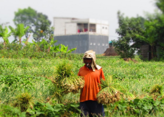 Pengaruh Cuaca, Kenaikan Harga Bawang Merah Penyumbang Inflasi Tertinggi di Mojokerto pada November 2024