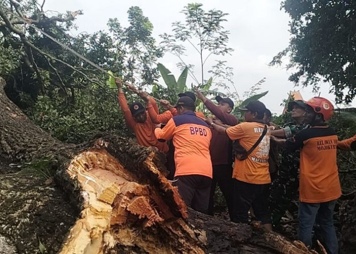 Pohon Sawo Tumbang di Trawas Mojokerto, Garasi dan Mobil Alami Kerusakan