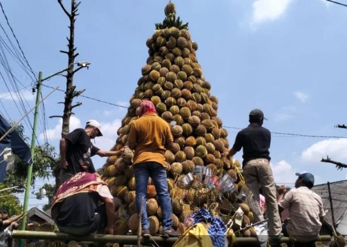 Seribu Durian di Lereng Lumbang, Tradisi Selamatan Desa Kronto Tetap Menggema