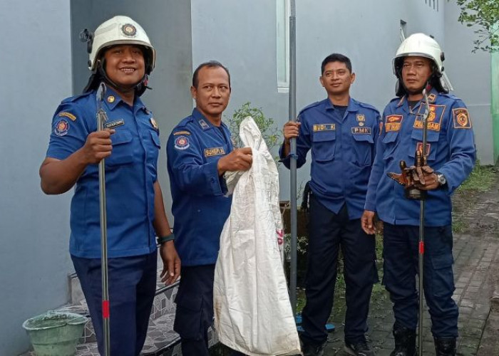 Ular Kobra Masuk Kolam Lele Warga Mojoanyar, Damkar Imbau Masyarakat Waspada Saat Musim Kemarau