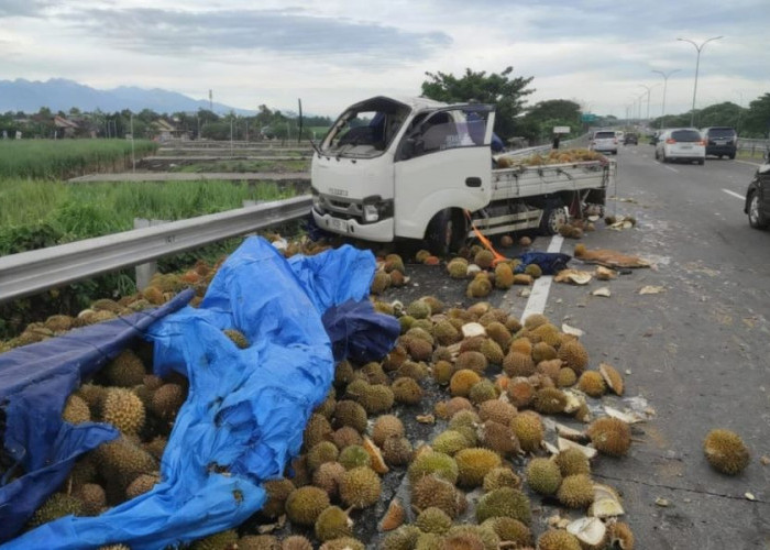 Pecah Ban Belakang, Pikap Muatan Durian Terguling di Tol Mojokerto Surabaya
