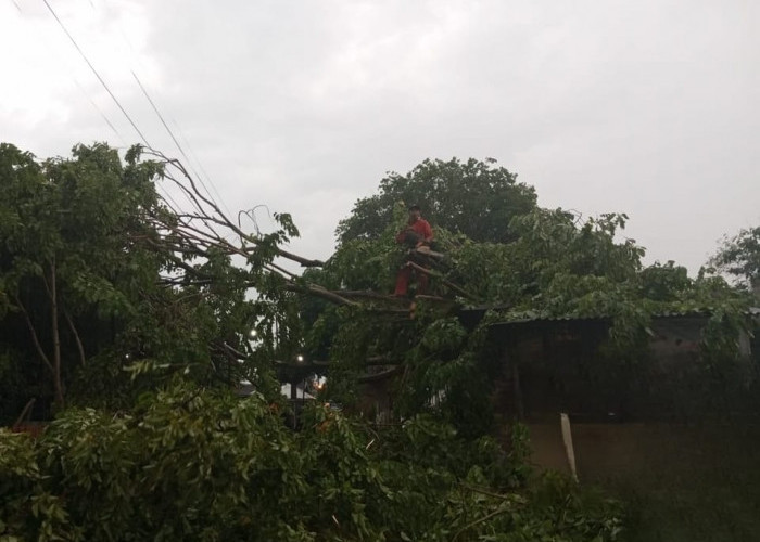 Hujan Angin di Mojokerto, Satu Pohon Tumbang Timpa Warung