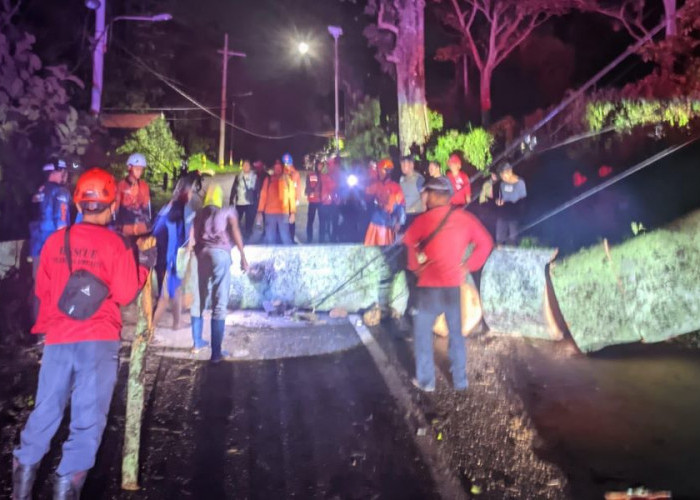 Cuaca Ekstrem Tumbangkan Sejumlah Pohon di Mojokerto